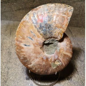 Ammonite Nr.2 - rechts
